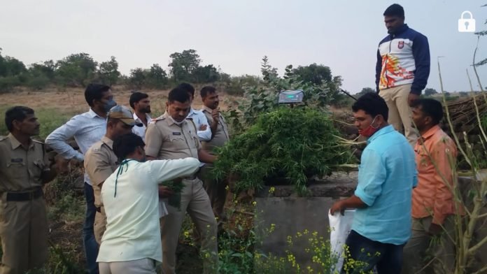 गांज्याची