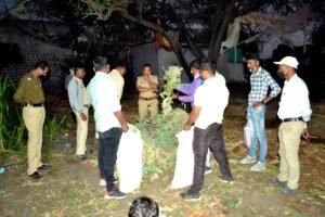 अफूचा वास पोलिसांना आला अन.शेतकरी जाळ्यात अडकला 2 अफूची शेती