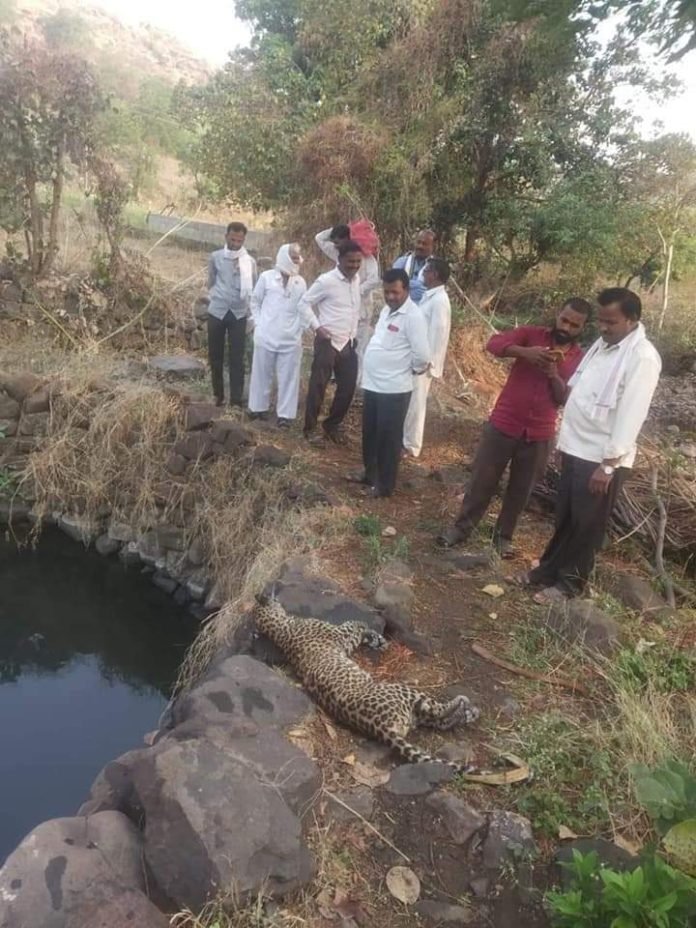 बिबट्या मृत