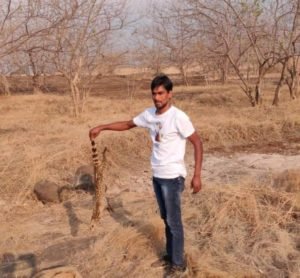पाण्याच्या शोधात विहिरीत पडलेल्या अतिदुर्मिळ कस्तुरी मांजर 2 कस्तुरी मांजर
