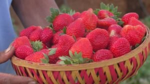 या भागातील शेतकऱ्यांना लागली लालचुटुक फळांची गोडी ! 8 Benefits Of Strawberries