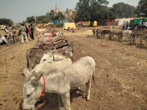 एकात्मतेची प्रतीक असणारा श्रीक्षेत्र मढी चा kanifnath madhi yatra उत्सव. 3 kanifnath madhi yatra