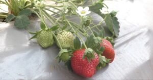 या भागातील शेतकऱ्यांना लागली लालचुटुक फळांची गोडी ! 6 Plant of Strawberry