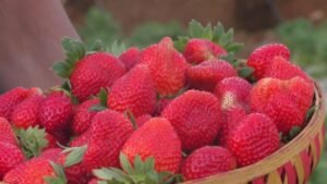 या भागातील शेतकऱ्यांना लागली लालचुटुक फळांची गोडी ! 7 Strawberry