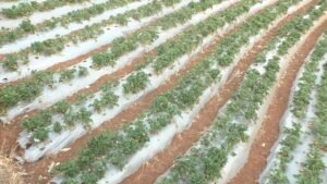 या भागातील शेतकऱ्यांना लागली लालचुटुक फळांची गोडी ! 5 Strawberry farming