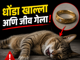 धोंडा खाल्ला अणि जीव गेला!