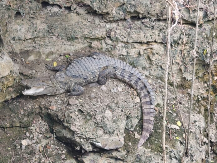 solapur crocodile found